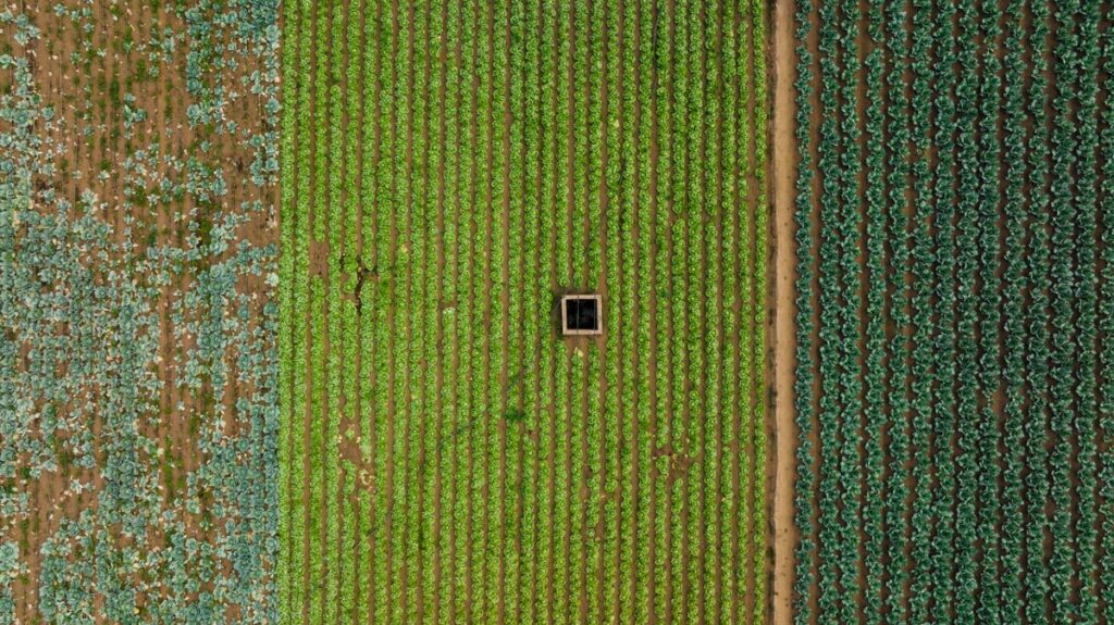 Safra agricola - vista aerea de plantacao